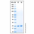 Recombinant Human PGPEP-1 Protein