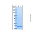 Recombinant Human IL-36 alpha/IL-1F6 Protein