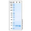 Recombinant Human IL36 beta/IL-1F8 Protein
