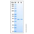 Recombinant Human LRPAP1 Protein