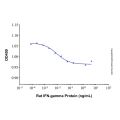 Recombinant Rat IFN-gamma Protein