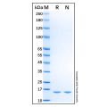 Recombinant Rat IL-1 alpha/IL-1F1 Protein