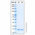Recombinant Mouse IL-1 alpha/IL-1F1 Protein