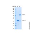 Recombinant Human HIF-2 alpha Protein