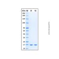Recombinant Porcine IL-1 beta/IL-1F2 Protein