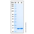 Recombinant Mouse IL-1ra/IL-1F3 Protein