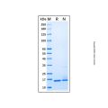 Recombinant Mouse IL-36 gamma/IL-1F9 Protein