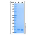 Recombinant Mouse IL-36Ra/IL-1F5 Protein