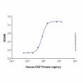 Recombinant Human EGF Protein