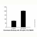 Recombinant Mouse CCL7/MARC Protein