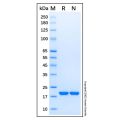 Recombinant Human Sonic Hedgehog/Shh (C24II) Protein