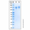 Recombinant Human DCC Protein