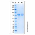 Recombinant Human Desmocollin-3 Protein