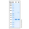 Recombinant Human PCTAIRE1 Protein