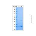 Recombinant Human dUTPase Protein