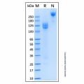 Recombinant Human DNER Protein