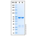 Recombinant Human PTPR sigma Protein