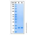 Recombinant Human Cyclophilin A Protein