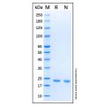 Recombinant Human KRAS (G12R) Protein
