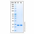 Recombinant Human KRAS(G12D, Q61H) Protein
