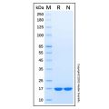 Recombinant Human FAM107B Protein