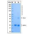 Recombinant Human GRPEL1 Protein