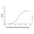 Recombinant Human MIF Protein