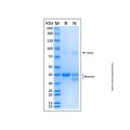 Recombinant Human c-Jun Protein