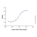 Recombinant Human SCF Protein