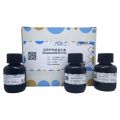 淀粉样物质染色液 (Highman刚果红法) 