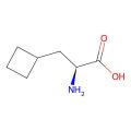 (S)-2-氨基-3-环丁基丙酸