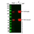 UltraBio™ Anti-GFP Magnetic Beads