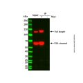 UltraBio™ Anti-Myc Magnetic Beads