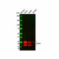 Recombinant FGF2 Antibody