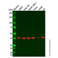 67kDa Laminin Receptor Antibody