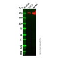 Acetyl Coenzyme A Carboxylase Antibody