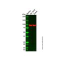 AGBL2 Antibody
