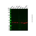 AKR1A1 Antibody