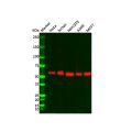 Recombinant AKT1/AKT2/AKT3 Antibody