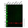 ARPC4 Antibody