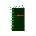 Recombinant ATF6 Antibody