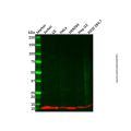 Recombinant ATP5G1/G2/G3 Antibody