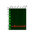 Recombinant Bax Antibody