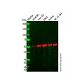 Recombinant beta Arrestin 1 Antibody