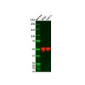 Recombinant ARRB1 Antibody