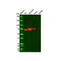 Recombinant Caldesmon/CDM Antibody