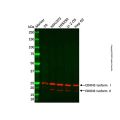 CDKN3 Antibody
