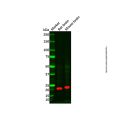 CMTM5 Antibody