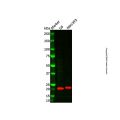 CMTM6 Antibody