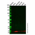 Recombinant Cytochrome C Oxidase subunit VIc/COX6C Antibody